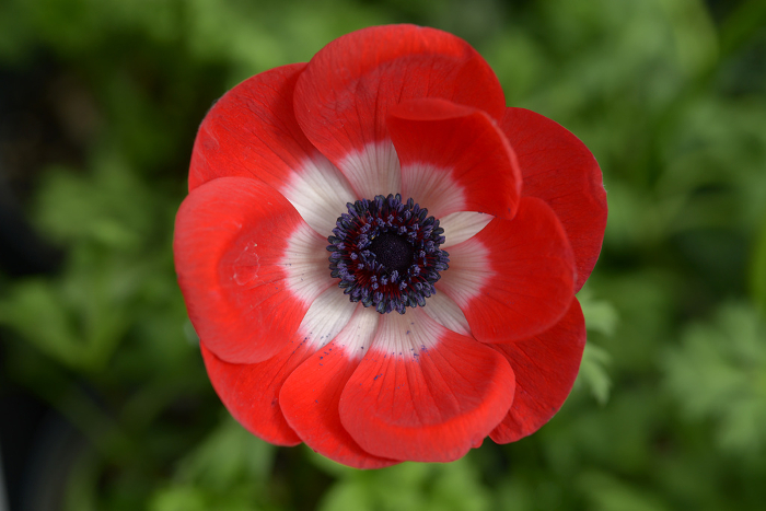 Red anemone flower