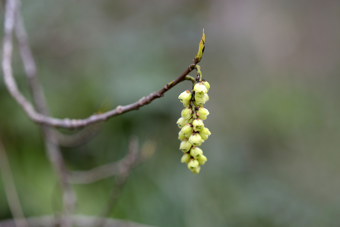 early spiketail (species of flowering plant, Stachyurus praecox)