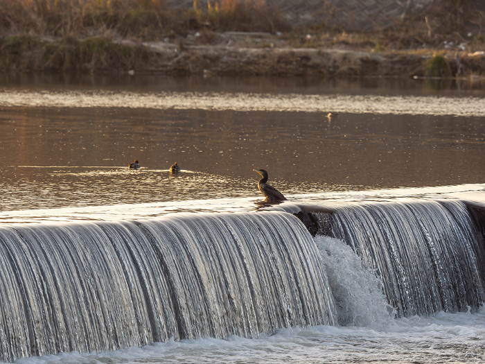 Yamato River weir and river cormorant illuminated by the morning glow