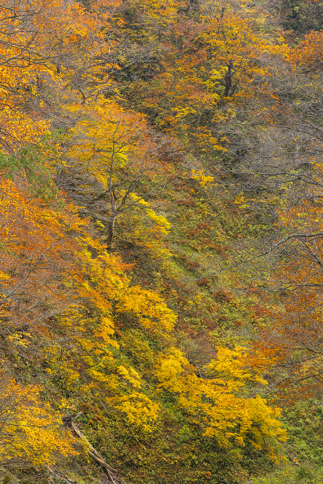 Autumn leaves in Shirakami Sanchi, a World Heritage Site in Nakatsugaru-gun, Aomori Prefecture, Japan