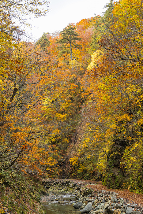 The Ankomon River and autumn leaves along the Ankomon Valley route in the Shirakami Mountains, a World Heritage Site located in Nakatsugaru-gun, Aomori Prefecture, Japan