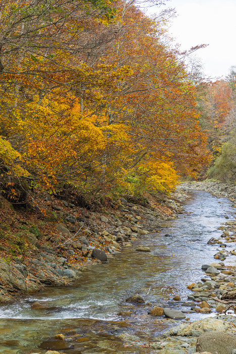 The Ankomon River and autumn leaves along the Ankomon Valley route in the Shirakami Mountains, a World Heritage Site located in Nakatsugaru-gun, Aomori Prefecture, Japan