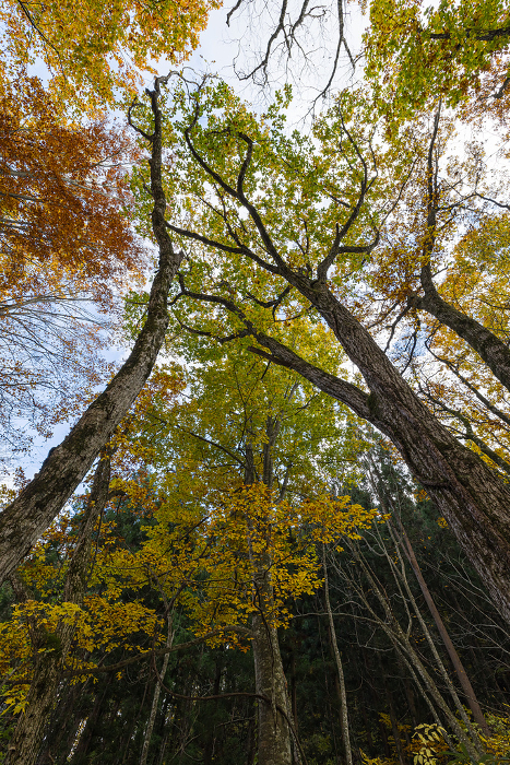 Scenery and autumn leaves of beech forest walking trail, a World Heritage Site in the Shirakami Mountains, Nakatsugaru-gun, Aomori Prefecture, Japan