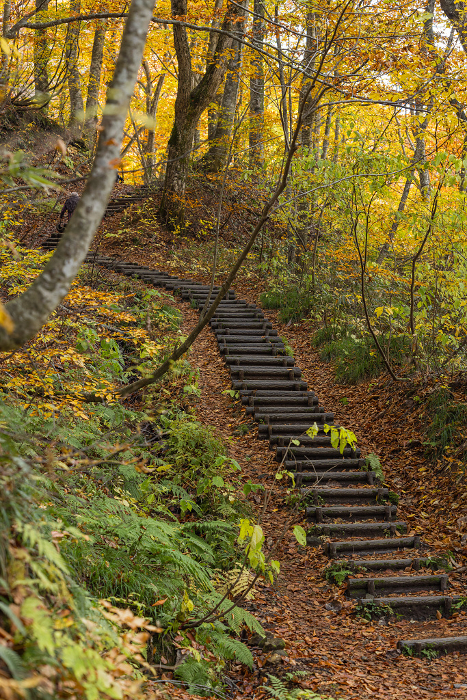 Scenery and autumn leaves of beech forest walking trail, a World Heritage Site in the Shirakami Mountains, Nakatsugaru-gun, Aomori Prefecture, Japan