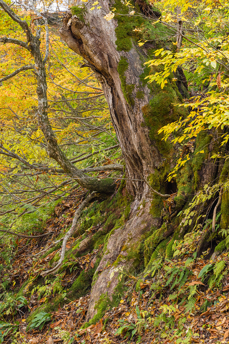 Scenery and autumn leaves along the Ankomon Valley route in the Shirakami Mountains, a World Heritage Site in Nakatsugaru-gun, Aomori Prefecture, Japan
