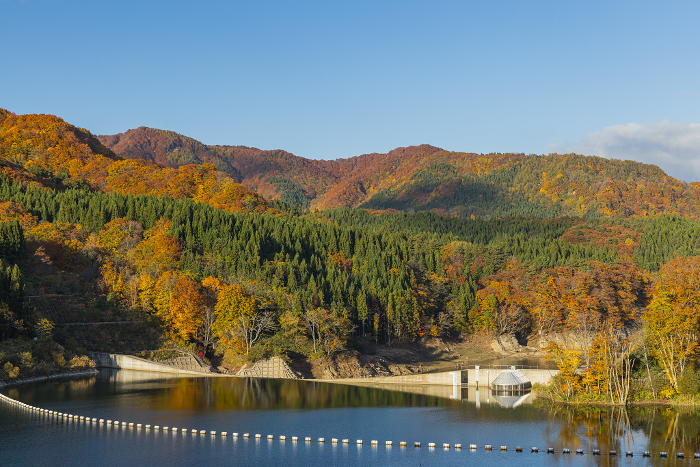 The dark gate river and autumn leaves as seen from the Okawa Shirakami Bridge in Nakatsugaru-gun, Aomori Prefecture, Japan