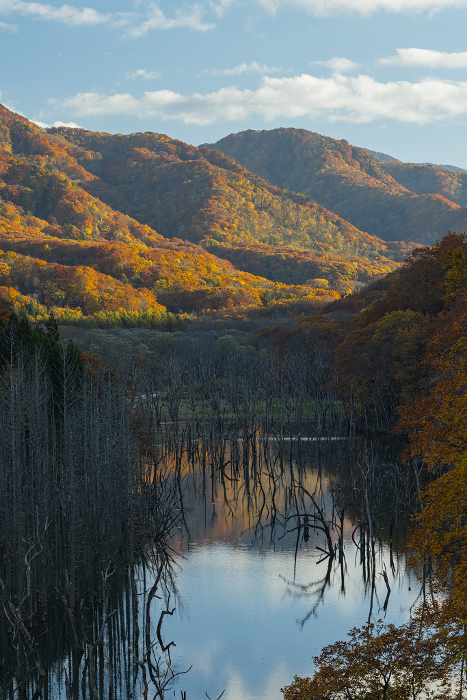 Autumn leaves and sky reflected in the standing dead and mirrored surface of the Okawa River seen from the Okawa Shirakami Bridge in Nakatsugaru-gun, Aomori Prefecture, Japan