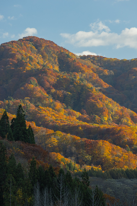 Landscape and autumn leaves seen from Okawa Shirakami Bridge in Nakatsugaru-gun, Aomori, Japan