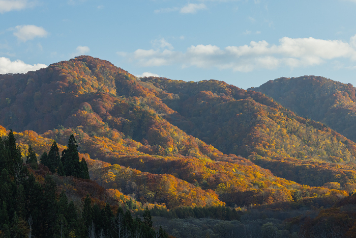Landscape and autumn leaves seen from Okawa Shirakami Bridge in Nakatsugaru-gun, Aomori, Japan