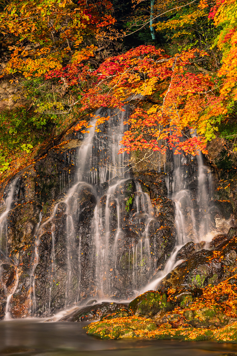 Illuminated Autumn Leaves and Fudo Falls at Nakano Maple Mountain in Kuroishi, Aomori, Japan