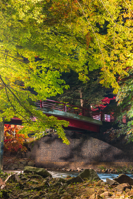Illuminated Autumn Leaves and Fudo Bridge at Nakano Maple Mountain in Kuroishi, Aomori, Japan