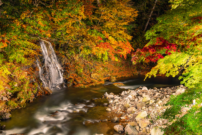 Illuminated Autumn Leaves and Fudo Falls at Nakano Maple Mountain in Kuroishi, Aomori, Japan