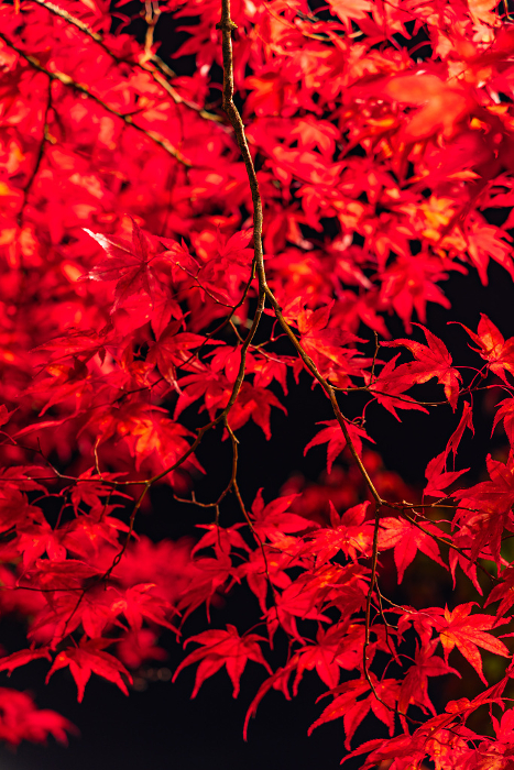 Illuminated autumn leaves at Nakano Momijiyama in Kuroishi, Aomori, Japan