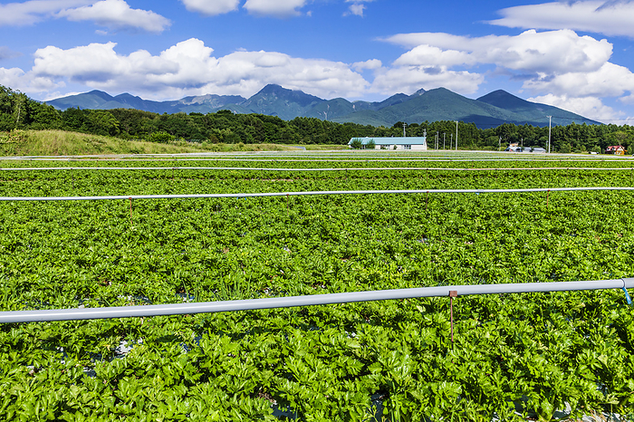 Celery field and Yatsugatake mountain range Nagano, Japan