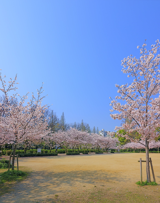 High-resolution image of cherry blossoms in Utsubo Park (Utsubohonmachi, Nishi-ku, Osaka City)