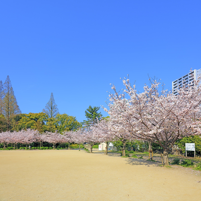 Utsubo Park, cherry blossoms, Someiyoshino (Utsubohonmachi, Nishi-ku, Osaka City)