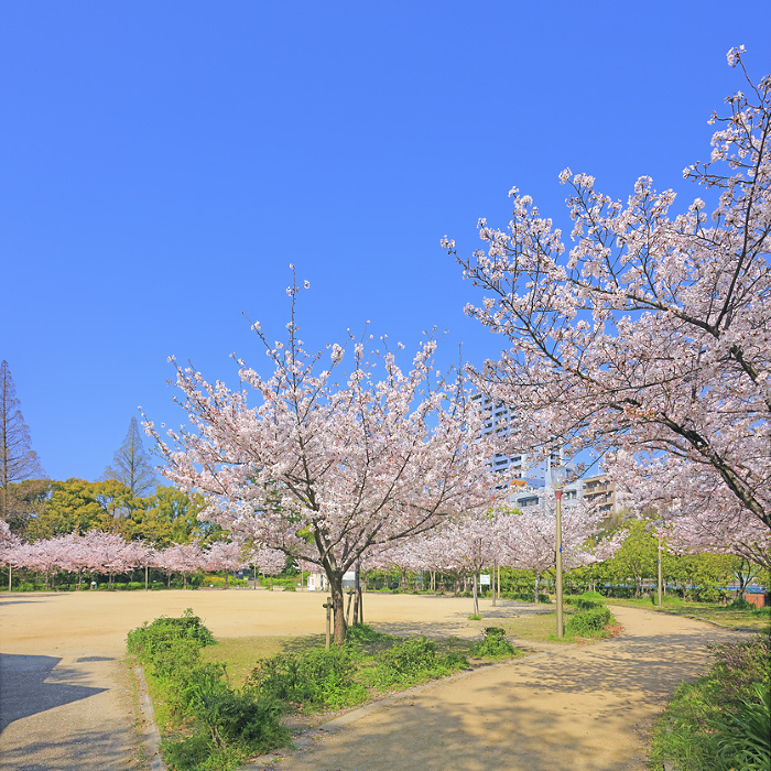 Utsubo Park, cherry blossoms, Someiyoshino (Utsubohonmachi, Nishi-ku, Osaka City)