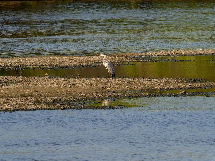 A great blue heron resting in the shallows of the Yamato River