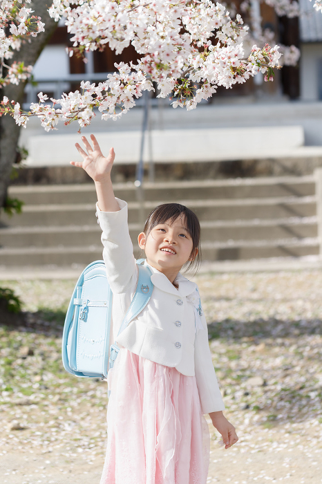 An elementary school girl in a school bag raises her hand to touch a cherry blossom petal.