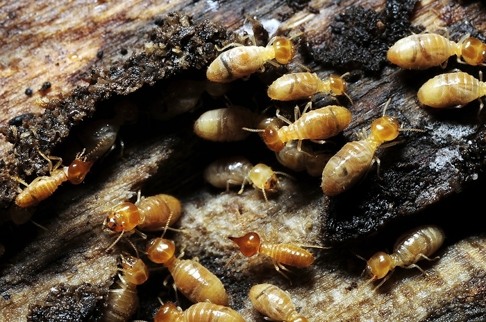 Termites Termites  Nasutitermes corniger . Worker termites  larger  feeding on decaying wood while being guarded by soldier termites  pointed heads . Termites are social insects that live in large colonies which, at maturity, can contain from several hundred to several million individuals. A typical colony contains nymphs  semi mature young ,  workers, soldiers, and reproductive individuals of both genders, sometimes containing several egg laying queens. Photographed in Toachi Pilaton valley, Pichincha, Ecuador.
