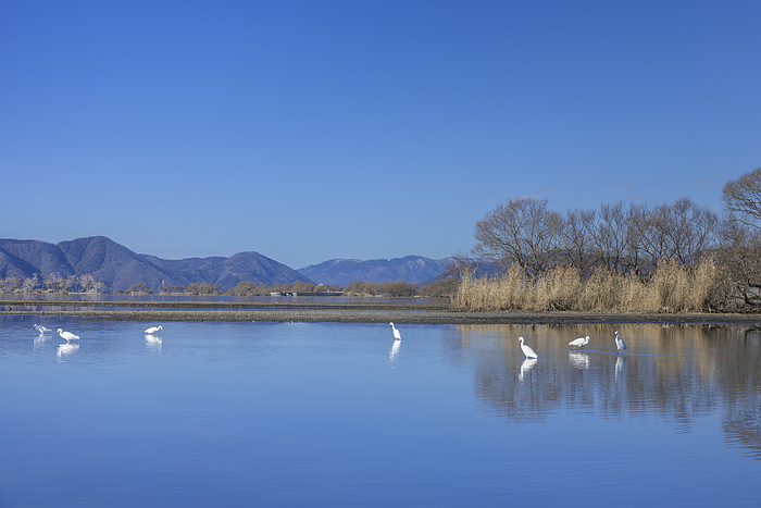Shiga Prefecture Shira heron, Lake Biwa and blue sky