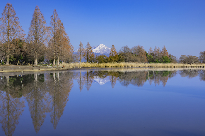 Reflection of snowy Mt. Ibuki and trees, Shiga
