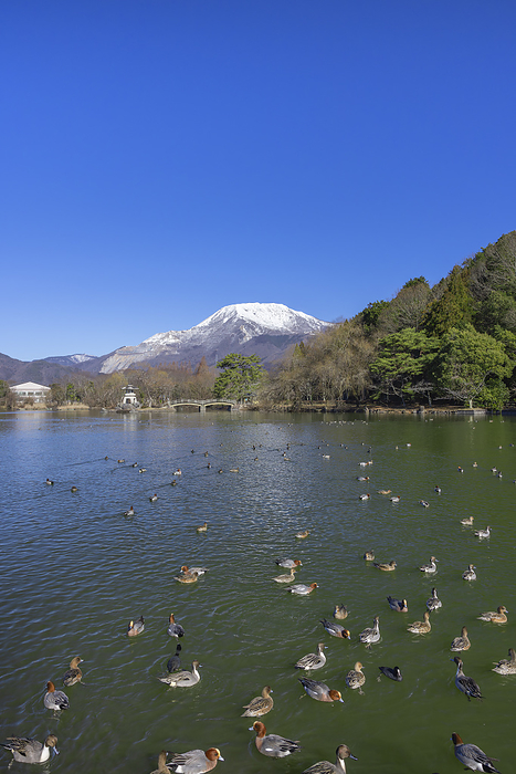 Mishima Pond and snowy Mt.