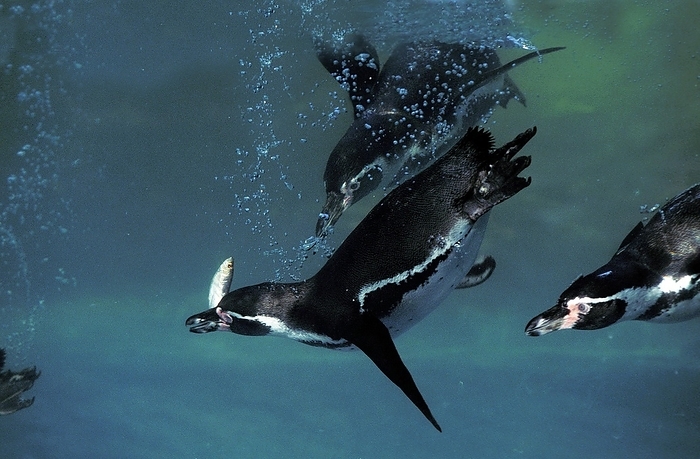 Humboldt penguin  Spheniscus humboldti  HUMBOLDT PENGUIN  spheniscus humboldti , UNTERWASSERGRUPPE AUF DER SUCHE NACH FISCHEN