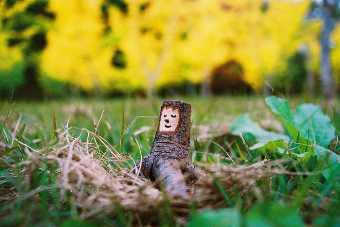 Quiet time in autumn, small stumps, cute little tree fairies (take a picture of a tree doll I made).