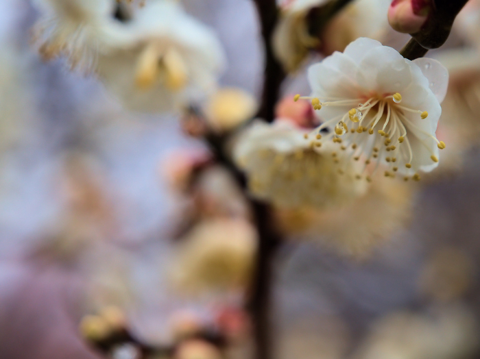 Plum blossoms in February