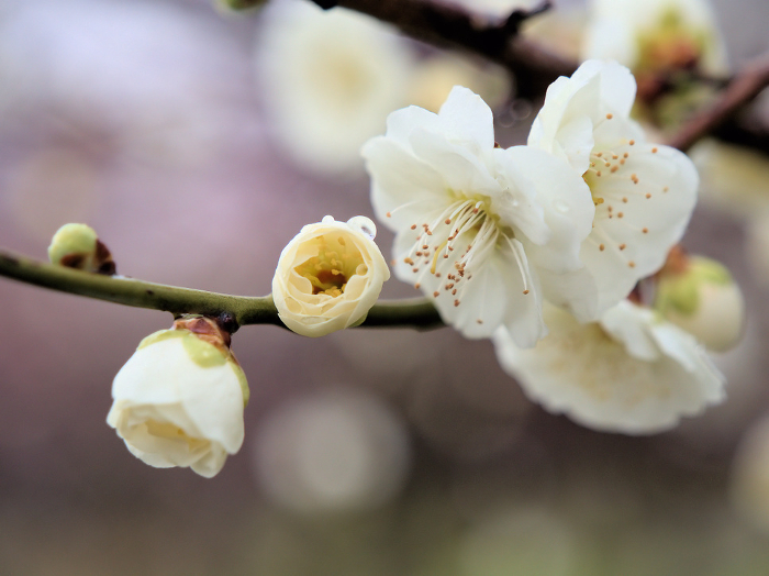 Plum blossoms in February