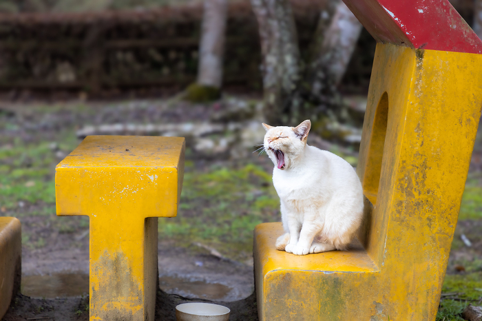Stray cat yawning
