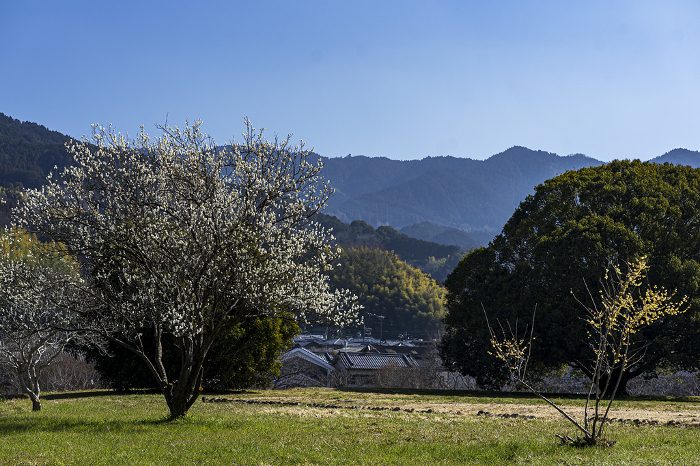 Ruins of Kawahara-dera Temple in Asuka Village with white plum blossoms