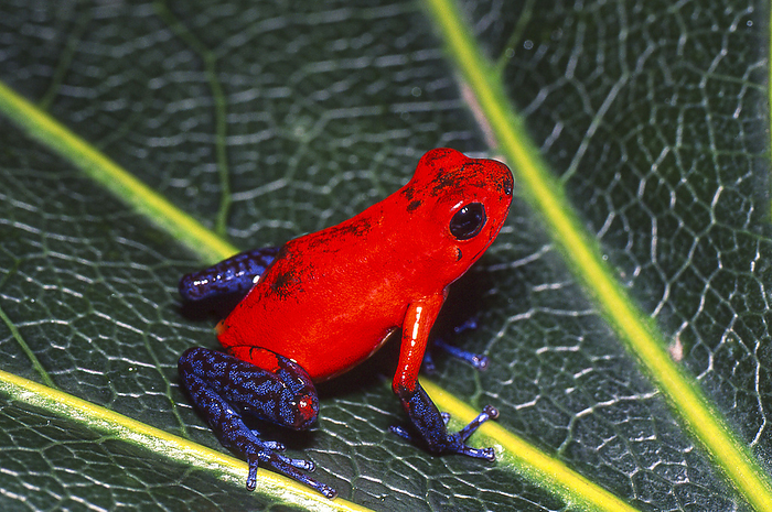 Strawberry Dodo Frog  Dendrobatidae  Its bright red coloration is a warning color. It inhabits the forests of the Caribbean coast.