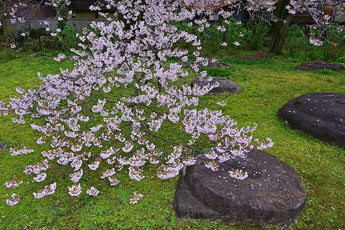 Cherry blossoms at the site of the Gangoji Pagoda, Nara City, Nara Pref. Cherry blossoms in full bloom at the ruins of the Gango ji pagoda