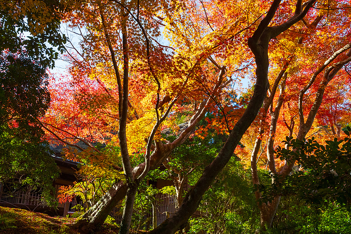 Yoshijo en, Nara Prefecture Autumn Foliage Near the tea room