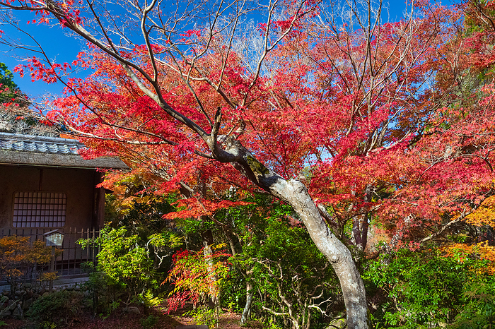 Yoshijo en, Nara Prefecture Autumn Foliage Near the tea room