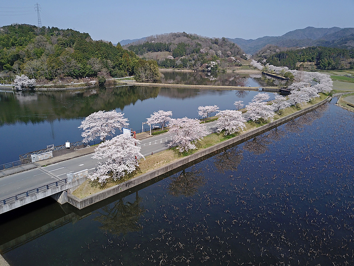 Drone photography Row of cherry trees at Hiranosawaike Pond Kameoka City, Kyoto Prefecture Obtained a nationwide comprehensive flight permit from the Ministry of Land, Infrastructure, Transport and Tourism, and photographed within the scope of the Civil Aeronautics Law.