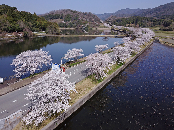 Drone photography Row of cherry trees at Hiranosawaike Pond Kameoka City, Kyoto Prefecture Obtained a nationwide comprehensive flight permit from the Ministry of Land, Infrastructure, Transport and Tourism, and photographed within the scope of the Civil Aeronautics Law.
