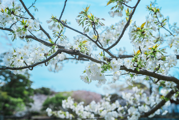 Beautiful Cherry Blossom Scenery at a Shrine in Kamakura