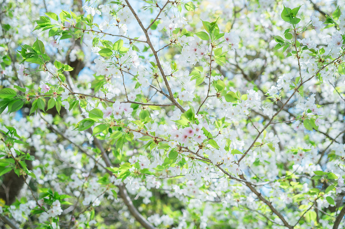Cherry blossoms in Kamakura