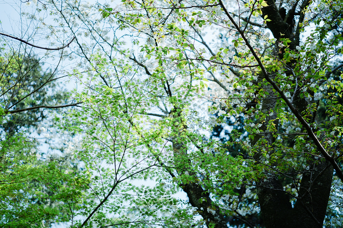 Cherry blossoms in Kamakura