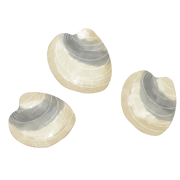shell of tidal clam Watercolor Illustration