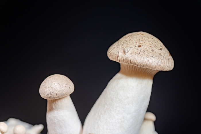 Eringi mushrooms being grown in artificial medium