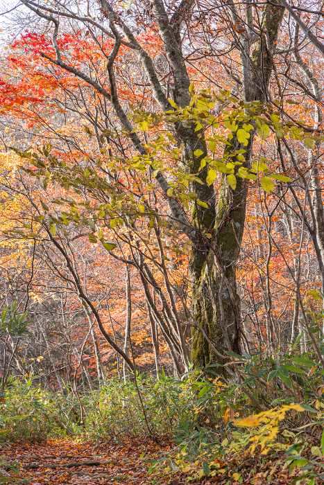 Autumn leaves in the Tsuta Wild Bird Forest within Tsuta Nananuma, a county of lakes and marshes in Okuse-Tsutanoyu, Towada City, Aomori Prefecture, Japan
