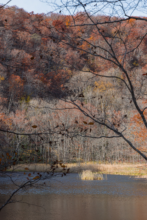 Suganuma and autumn leaves in Tsuta Nananuma, a county of lakes and marshes in Okuse-Tsutanoyu, Towada City, Aomori Prefecture, Japan