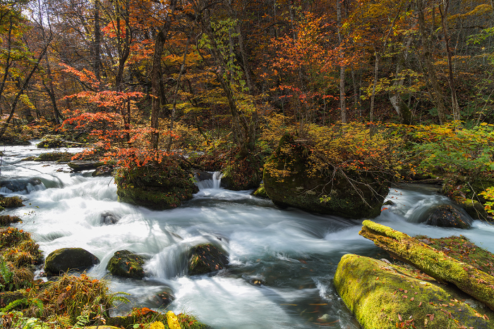 Ishigado no Se and autumn leaves in the Oirase Stream that stretches from Konokuchi on Lake Towada to Yakeyama, Towada City, Aomori Prefecture, Japan