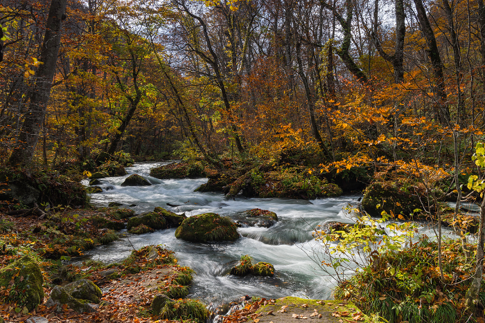 Ishigado no Se and autumn leaves in the Oirase Stream that stretches from Konokuchi on Lake Towada to Yakeyama, Towada City, Aomori Prefecture, Japan