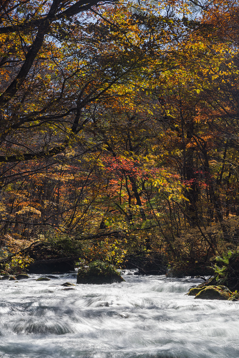 Sanran stream and autumn leaves of the Oirase mountain stream that runs from Konokuchi of Lake Towada to Yakeyama, Towada City, Aomori Prefecture, Japan