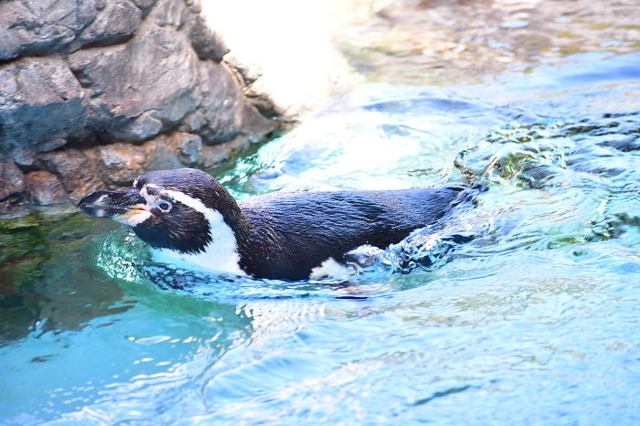 swiftly swimming penguin (Eudyptes chrysolophus)
